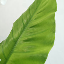 Load image into Gallery viewer, White Cloud