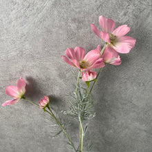Load image into Gallery viewer, Cosmos Flower Artificial Silk 60cm 15 Colour Selections COSMO001-022