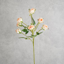 Load image into Gallery viewer, Rosespray Peach  56cm
