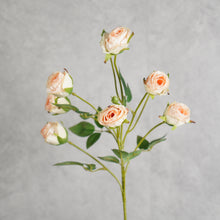 Load image into Gallery viewer, Rosespray Peach  56cm
