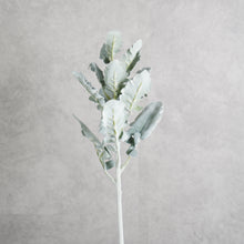 Load image into Gallery viewer, Silver Ragwort 45cm
