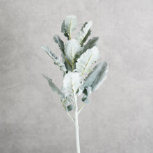 Load image into Gallery viewer, Silver Ragwort 45cm
