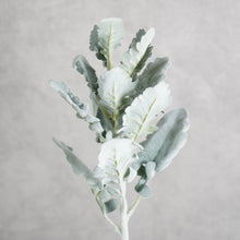 Load image into Gallery viewer, Silver Ragwort 45cm
