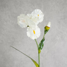 Load image into Gallery viewer, Delphinium White 85cm
