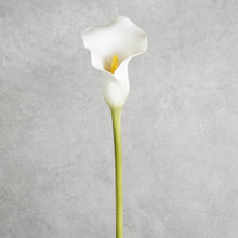 Load image into Gallery viewer, Callalily White 75cm

