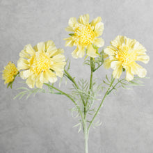 Load image into Gallery viewer, Scabiosa yellow 59cm
