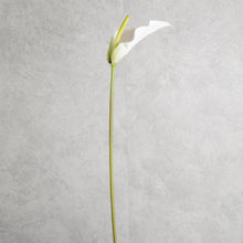 Load image into Gallery viewer, Anthurium White 72cm
