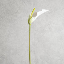 Load image into Gallery viewer, Anthurium White 72cm
