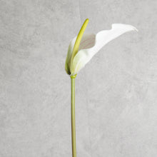 Load image into Gallery viewer, Anthurium White 72cm
