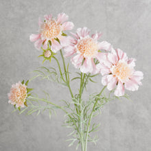 Load image into Gallery viewer, Scabiosa Pink 59cm
