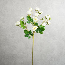 Load image into Gallery viewer, Rosespra White 57cm
