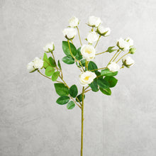 Load image into Gallery viewer, Rosespra White 57cm
