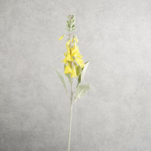Load image into Gallery viewer, Digitalis Yellow 75cm
