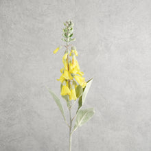 Load image into Gallery viewer, Digitalis Yellow 75cm
