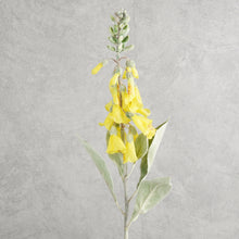 Load image into Gallery viewer, Digitalis Yellow 75cm
