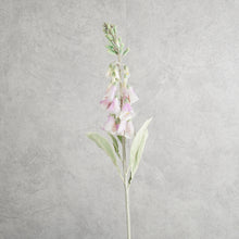 Load image into Gallery viewer, Digitalis Pink 75cm
