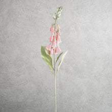 Load image into Gallery viewer, Digitalis Coral 75cm

