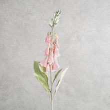 Load image into Gallery viewer, Digitalis Coral 75cm
