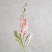 Load image into Gallery viewer, Digitalis Coral 75cm
