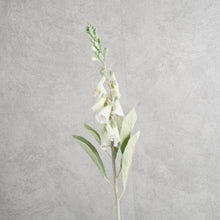 Load image into Gallery viewer, Digitalis White 75cm
