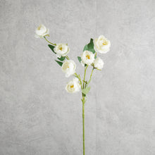 Load image into Gallery viewer, Rosespra White 78cm
