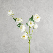 Load image into Gallery viewer, Rosespra White 78cm
