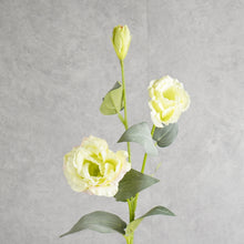 Load image into Gallery viewer, Lisianthus Green 70cm
