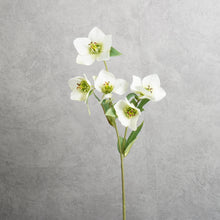 Load image into Gallery viewer, Helleborus White 45cm

