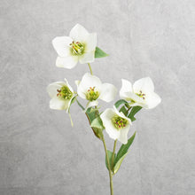 Load image into Gallery viewer, Helleborus White 45cm
