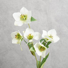 Load image into Gallery viewer, Helleborus White 45cm
