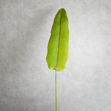 Load image into Gallery viewer, Strelitzia Leaf 104cm

