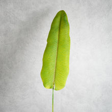 Load image into Gallery viewer, Strelitzia Leaf 104cm
