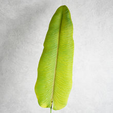 Load image into Gallery viewer, Strelitzia Leaf 104cm
