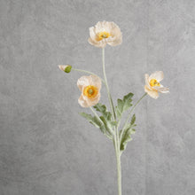 Load image into Gallery viewer, Poppy Champagne 58cm
