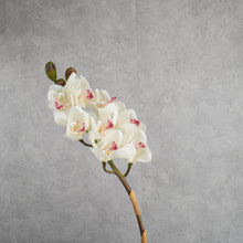 Load image into Gallery viewer, Orchid White 78cm
