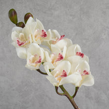 Load image into Gallery viewer, Orchid White 78cm
