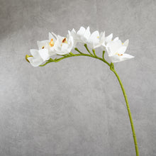 Load image into Gallery viewer, Orchid White 75cm
