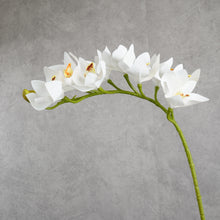 Load image into Gallery viewer, Orchid White 75cm
