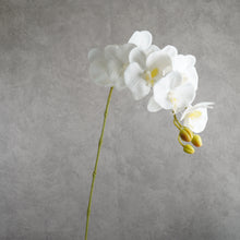 Load image into Gallery viewer, Orchid White 100cm

