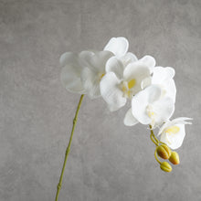 Load image into Gallery viewer, Orchid White 100cm
