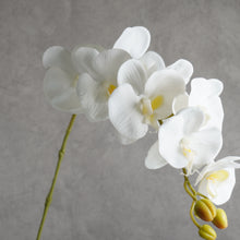 Load image into Gallery viewer, Orchid White 100cm
