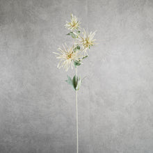 Load image into Gallery viewer, Chrysanthemum Green 80cm
