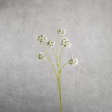 Load image into Gallery viewer, Pristimera Cambodiana Blush Green 64cm
