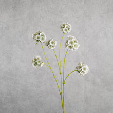 Load image into Gallery viewer, Pristimera Cambodiana Blush Green 64cm
