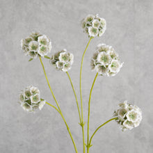 Load image into Gallery viewer, Pristimera Cambodiana Blush Green 64cm
