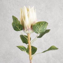 Load image into Gallery viewer, Protea Cream 67cm
