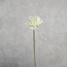 Load image into Gallery viewer, Agapanthus White 63cm

