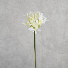 Load image into Gallery viewer, Agapanthus White 63cm
