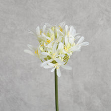 Load image into Gallery viewer, Agapanthus White 63cm
