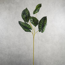 Load image into Gallery viewer, Alocasia Dark Green 78cm
